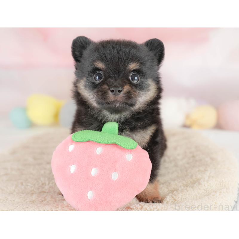 販売中の埼玉県のポメチワ:ポメラニアン×チワワ-430264の9枚目