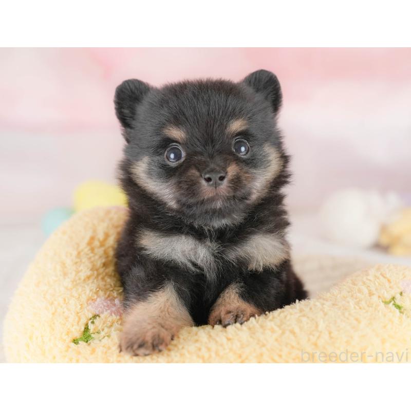 販売中の埼玉県のポメチワ:ポメラニアン×チワワ-430264の6枚目