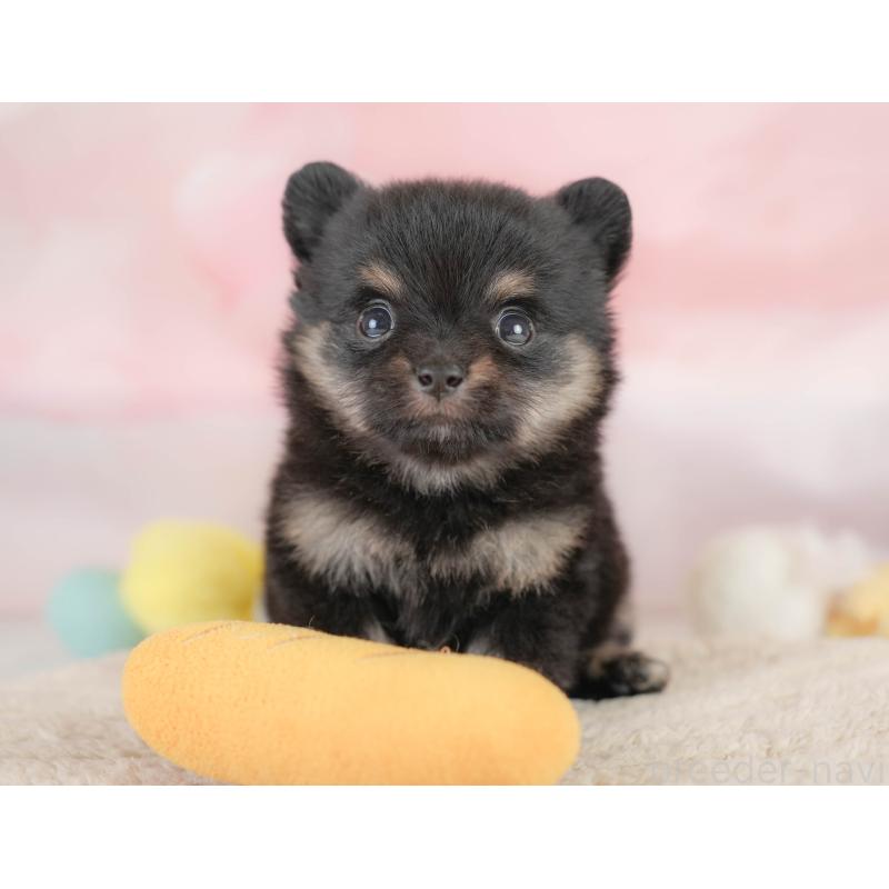 販売中の埼玉県のポメチワ:ポメラニアン×チワワ-430264の5枚目