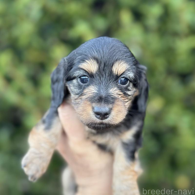 販売中の福岡県のミニチュアダックスフンド(ロングヘアード)-429934