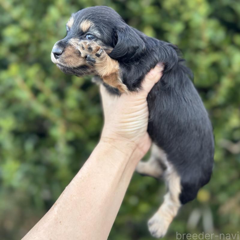 販売中の福岡県のミニチュアダックスフンド(ロングヘアード)-429934の3枚目
