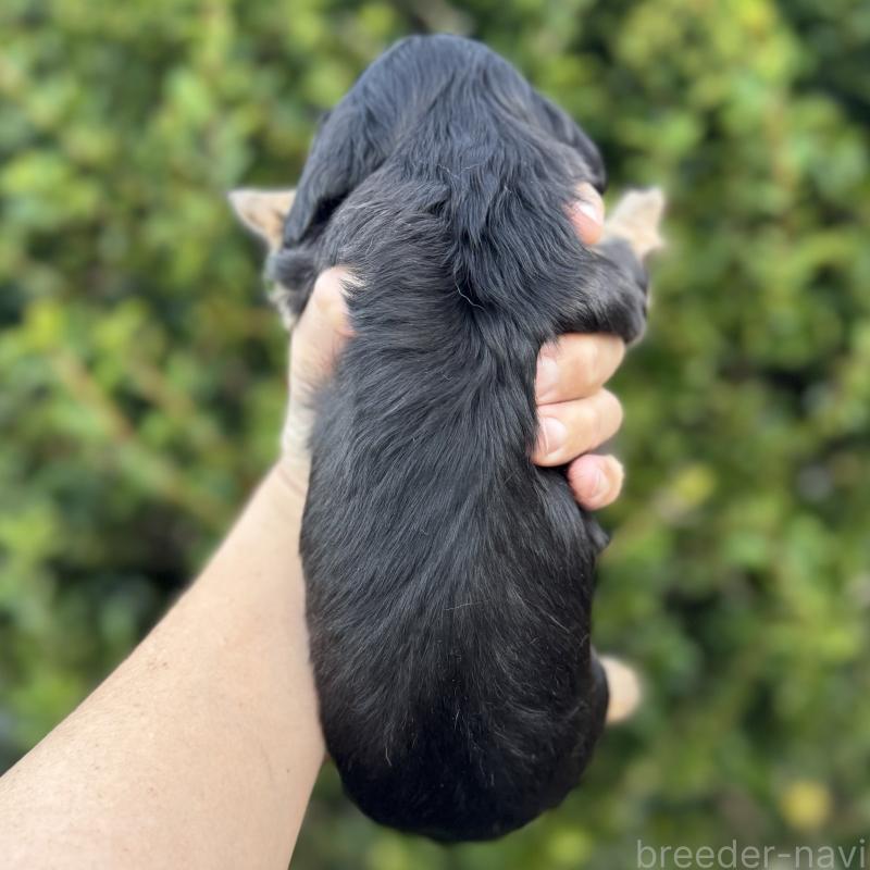 販売中の福岡県のミニチュアダックスフンド(ロングヘアード)-429934の2枚目