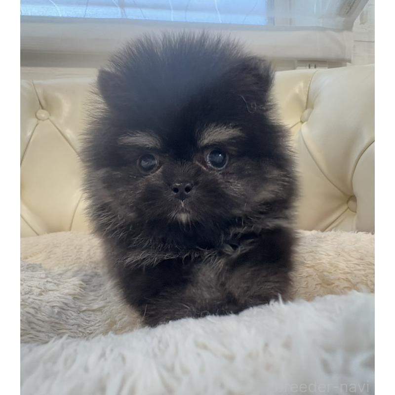 販売中の香川県のポメラニアン-429935の20枚目