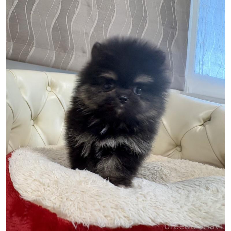 販売中の香川県のポメラニアン-429935の19枚目