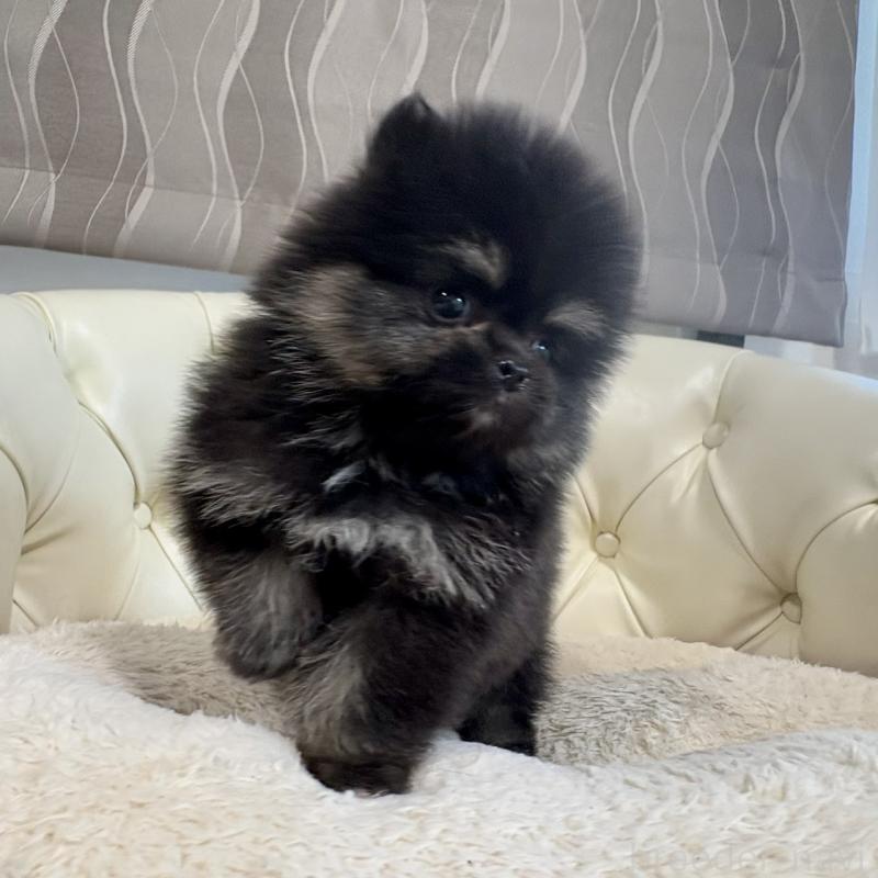 販売中の香川県のポメラニアン-429935の18枚目