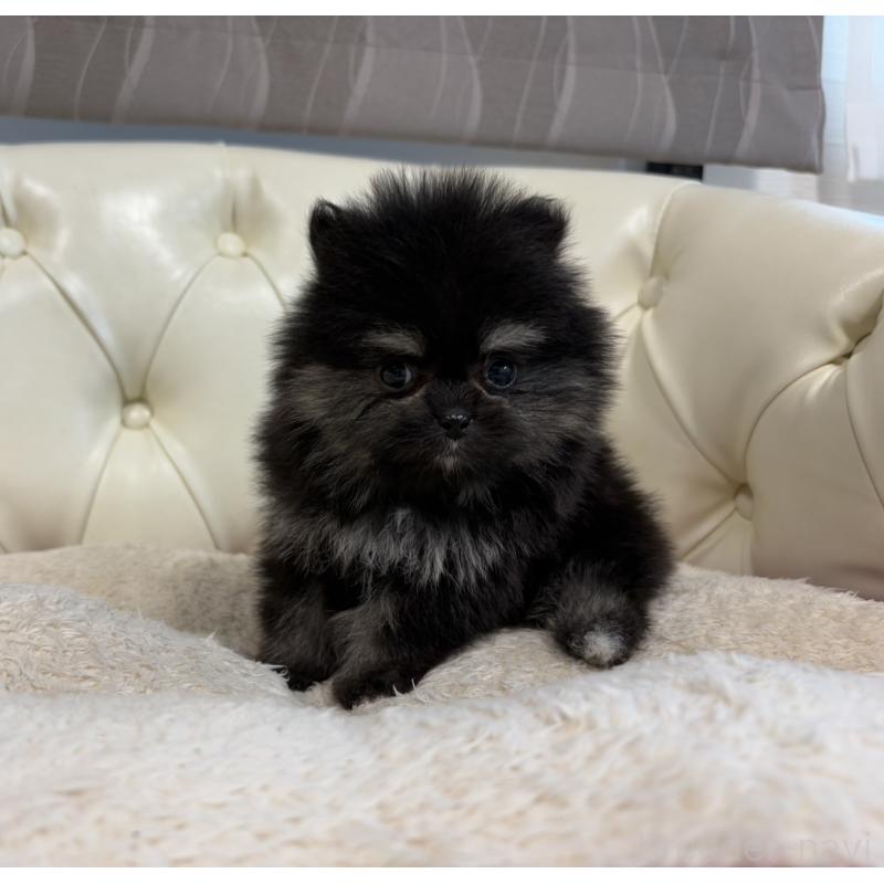 販売中の香川県のポメラニアン-429935の16枚目