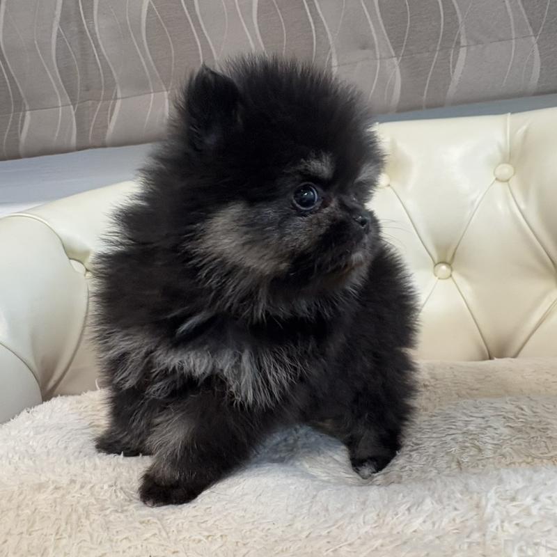 販売中の香川県のポメラニアン-429935の17枚目