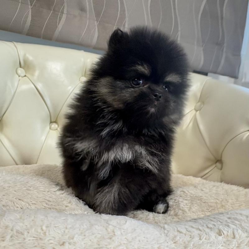 販売中の香川県のポメラニアン-429935の15枚目