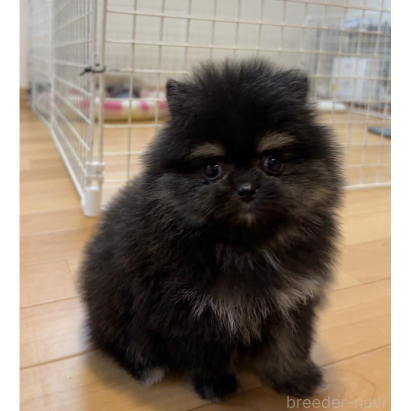 販売中の香川県のポメラニアン-429935の14枚目