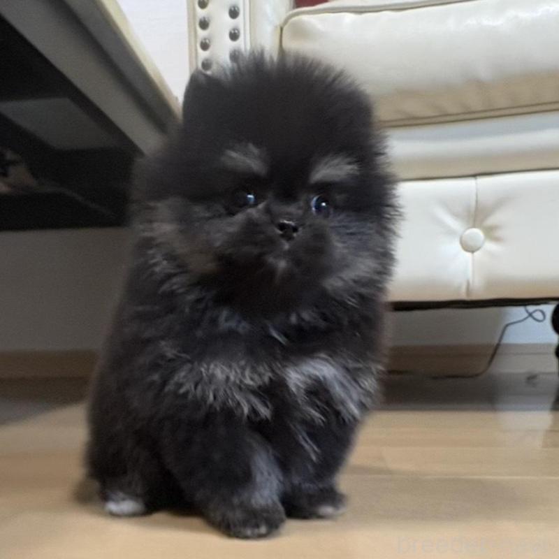 販売中の香川県のポメラニアン-429935