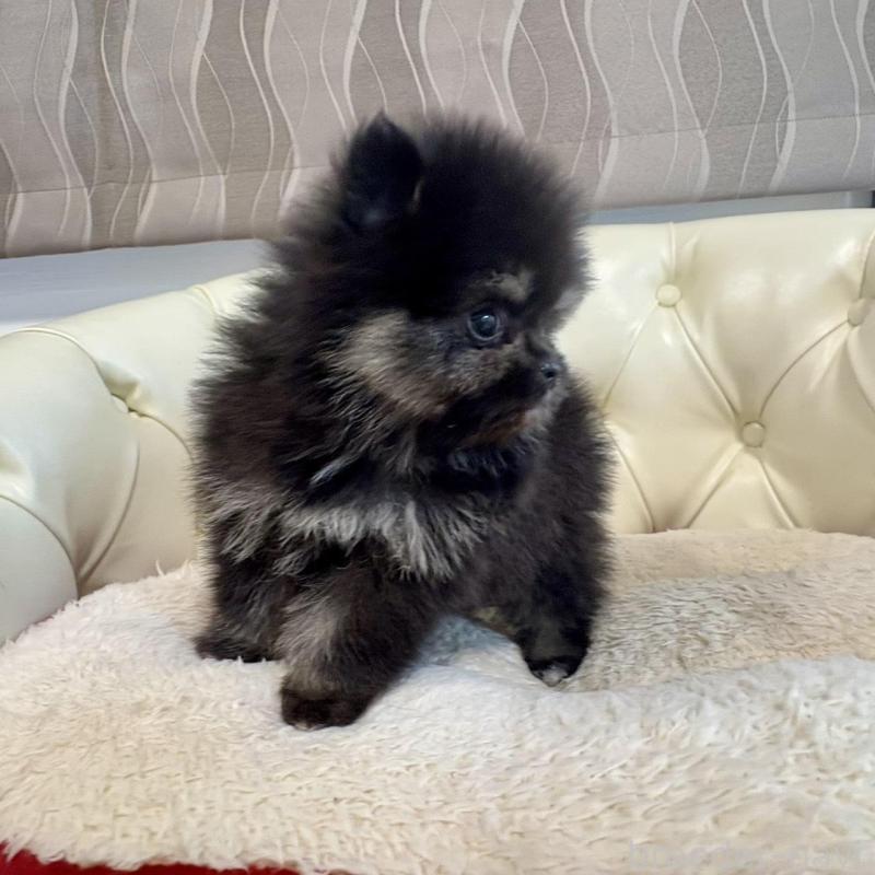 販売中の香川県のポメラニアン-429935の13枚目