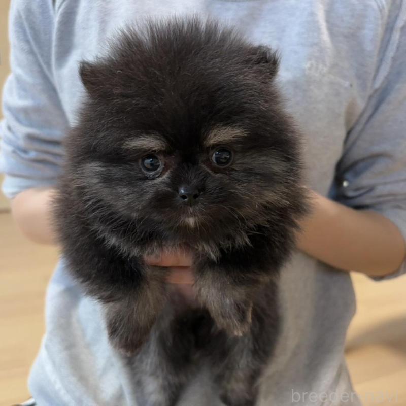 販売中の香川県のポメラニアン-429935の12枚目