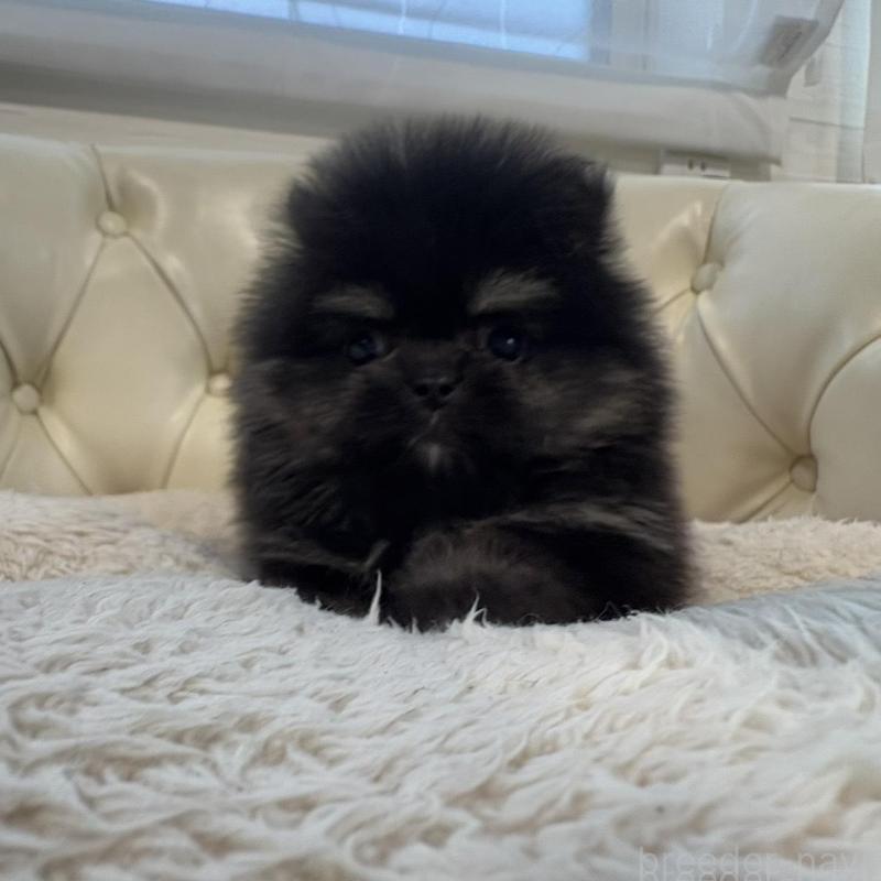 販売中の香川県のポメラニアン-429935の11枚目