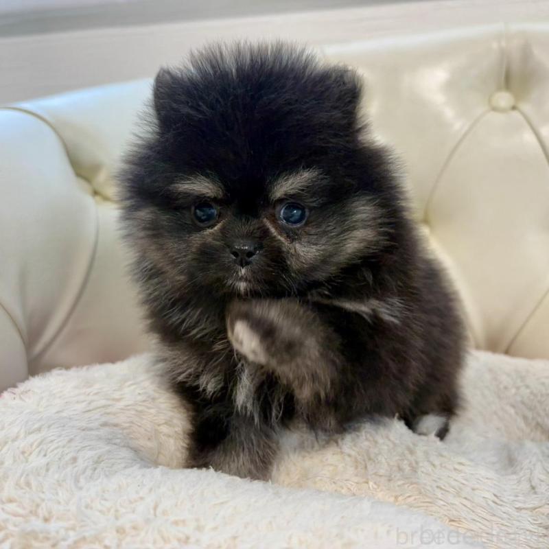 販売中の香川県のポメラニアン-429935の10枚目