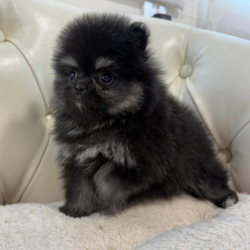 販売中の香川県のポメラニアン-429935の9枚目