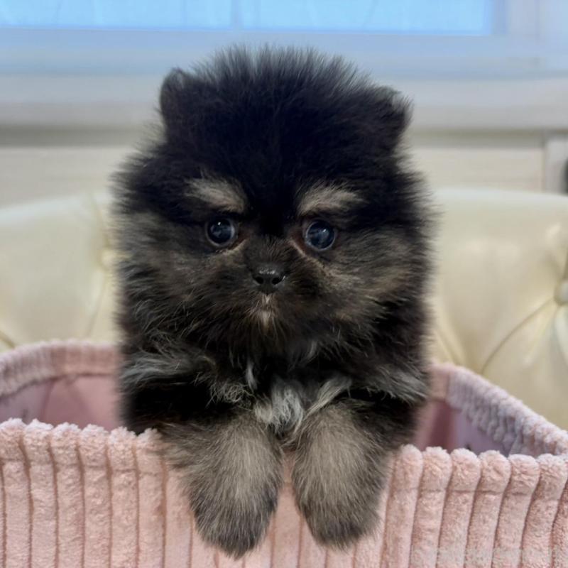 販売中の香川県のポメラニアン-429935の8枚目