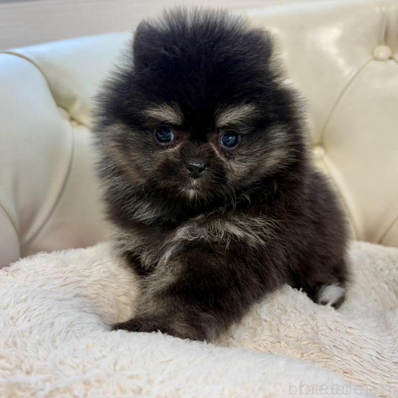 販売中の香川県のポメラニアン-429935の7枚目