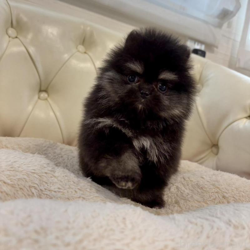 販売中の香川県のポメラニアン-429935の6枚目