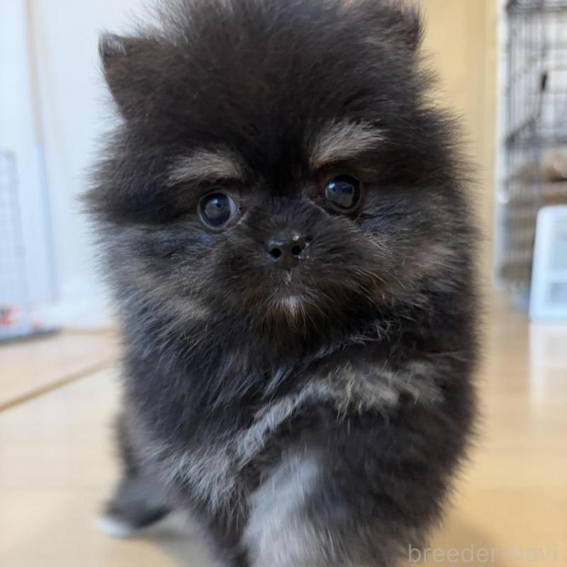 販売中の香川県のポメラニアン-429935の5枚目