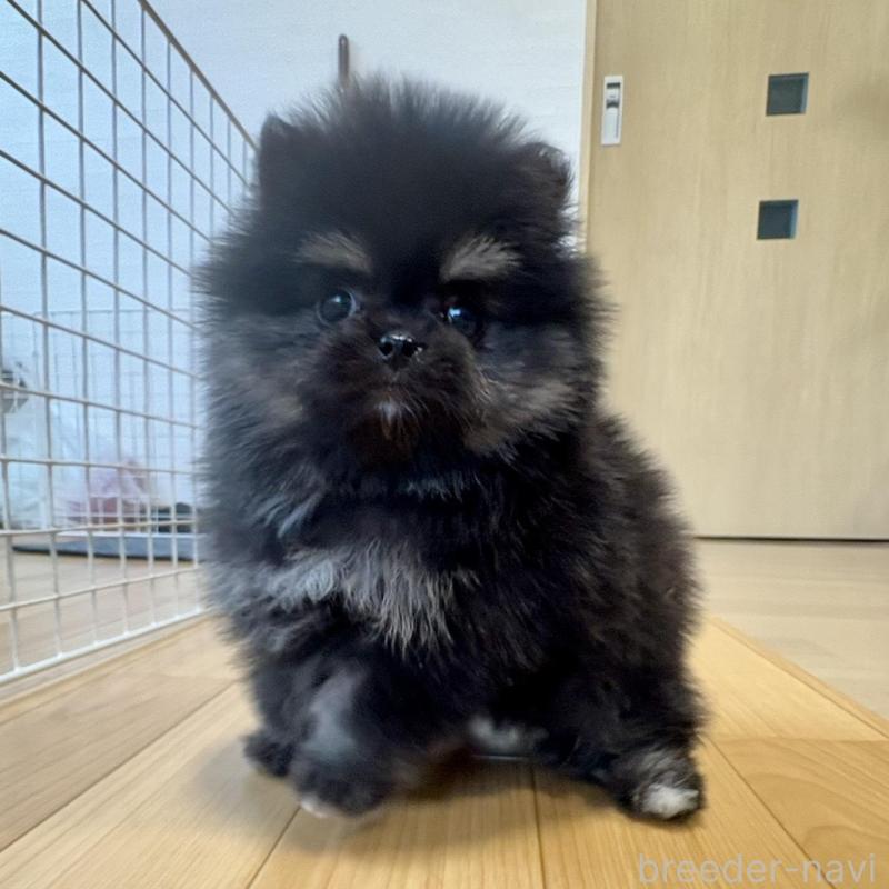販売中の香川県のポメラニアン-429935の4枚目