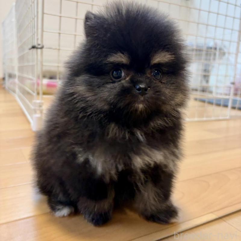 販売中の香川県のポメラニアン-429935の3枚目