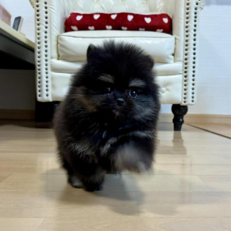 販売中の香川県のポメラニアン-429935の2枚目