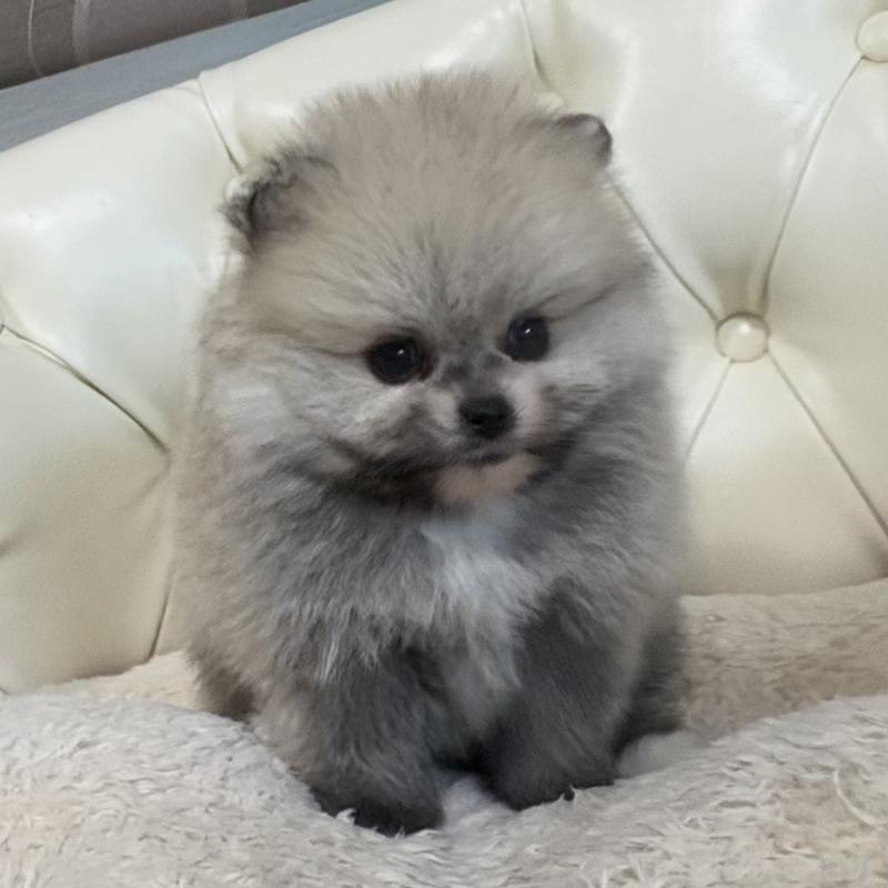 販売中の香川県のポメラニアン-429937の13枚目