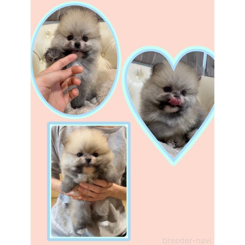 販売中の香川県のポメラニアン-429937の12枚目