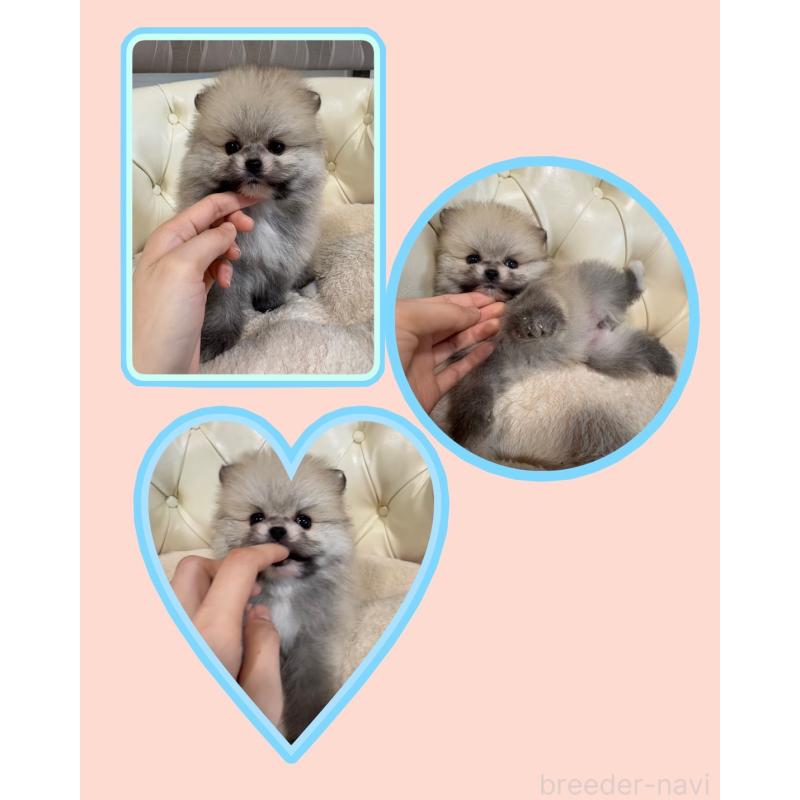 販売中の香川県のポメラニアン-429937の11枚目