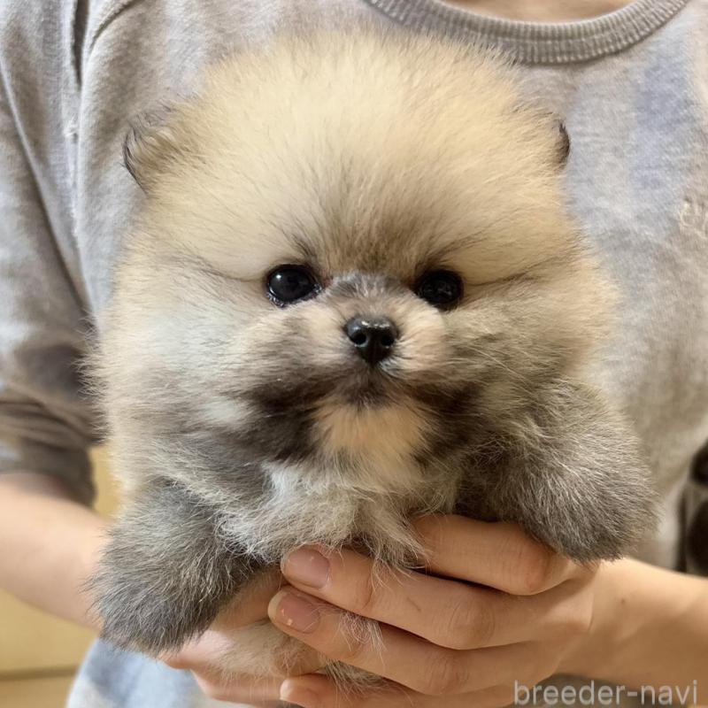 販売中の香川県のポメラニアン-429937