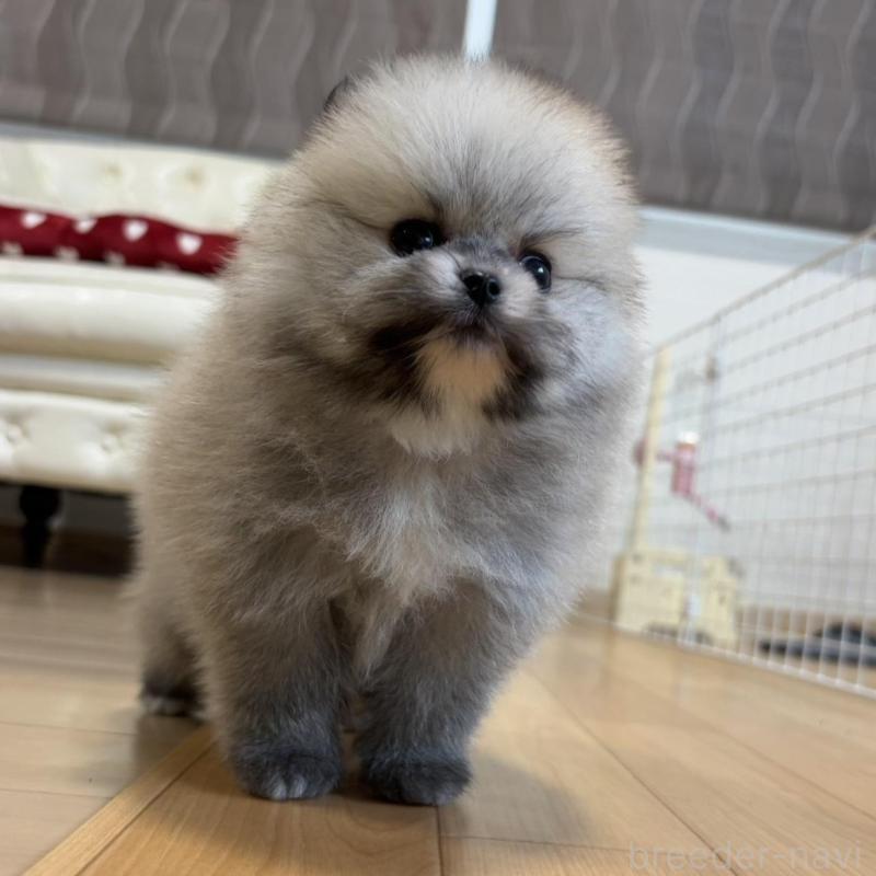 販売中の香川県のポメラニアン-429937の10枚目