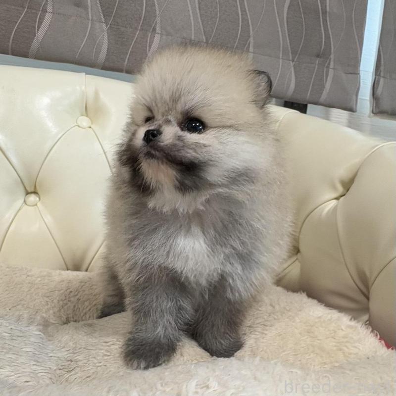 販売中の香川県のポメラニアン-429937の9枚目