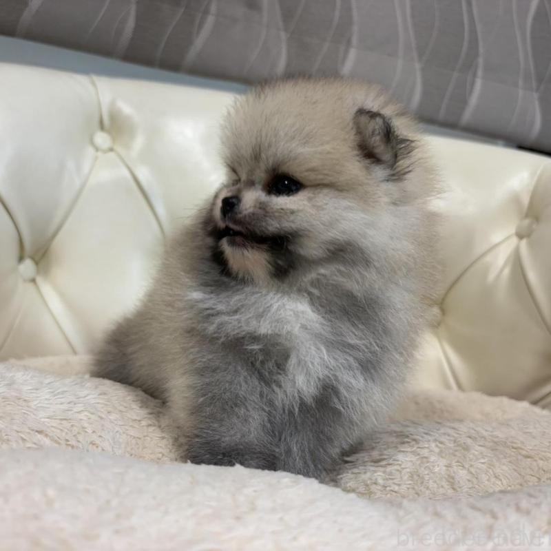 販売中の香川県のポメラニアン-429937の8枚目