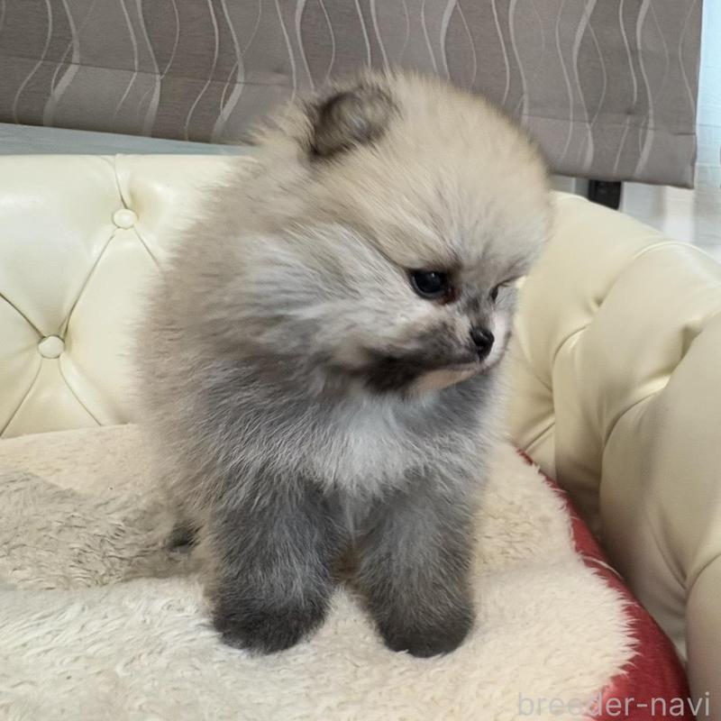 販売中の香川県のポメラニアン-429937の7枚目