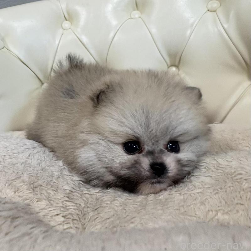 販売中の香川県のポメラニアン-429937の6枚目