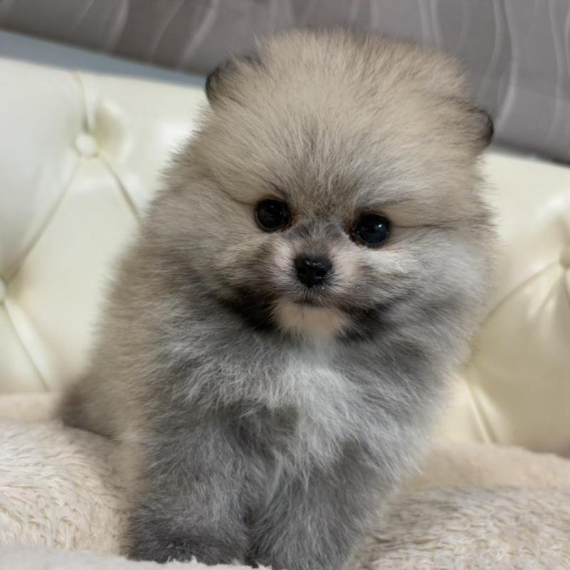 販売中の香川県のポメラニアン-429937の4枚目