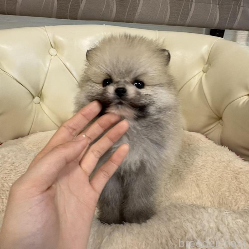 販売中の香川県のポメラニアン-429937の3枚目