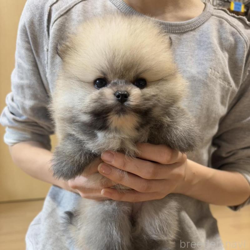 販売中の香川県のポメラニアン-429937の2枚目