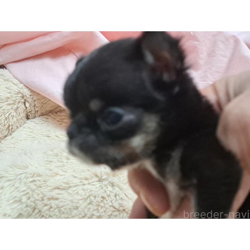 販売中の愛知県のチワワ(スムースコート)-429941の5枚目