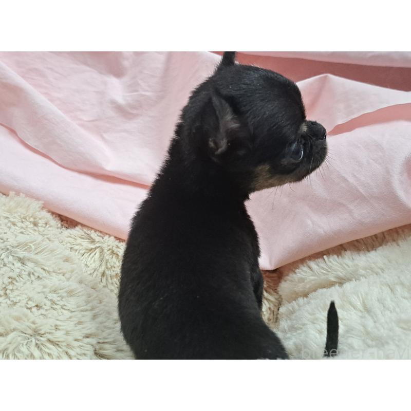 販売中の愛知県のチワワ(スムースコート)-429941の4枚目