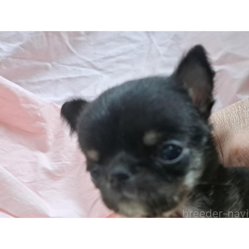 販売中の愛知県のチワワ(スムースコート)-429941の3枚目