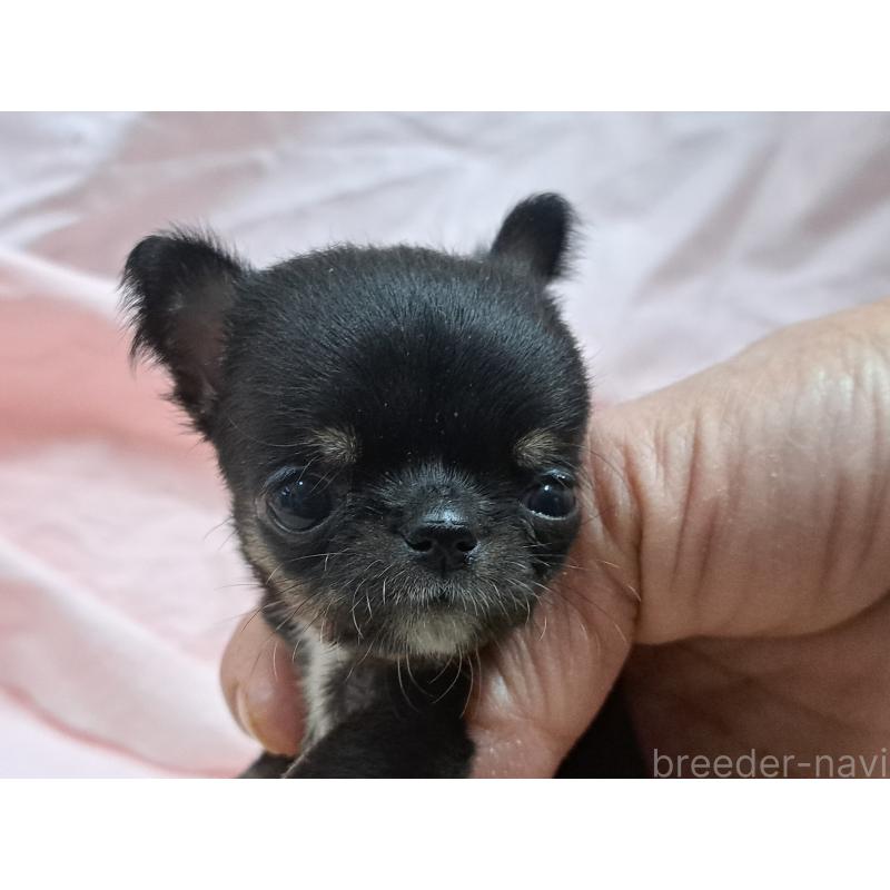 販売中の愛知県のチワワ(スムースコート)-429941の2枚目