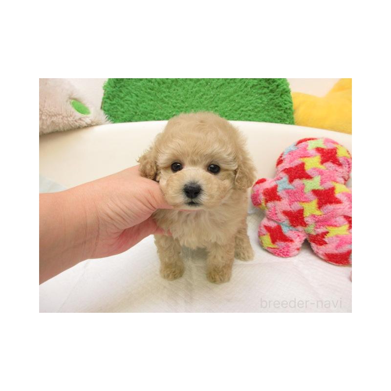 販売中の大阪府のトイプードル-429940の2枚目