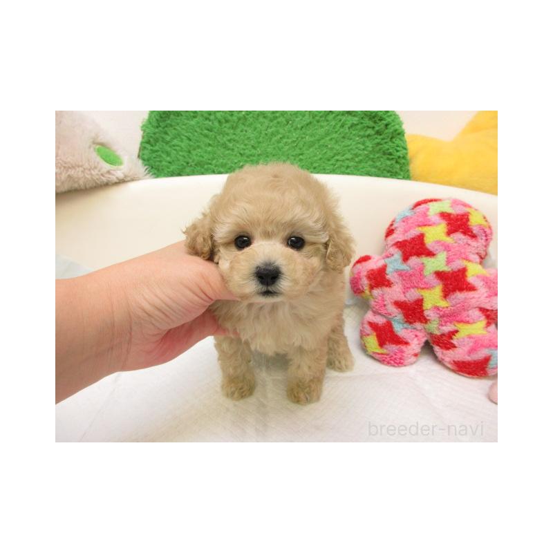 販売中の大阪府のトイプードル-429940の1枚目