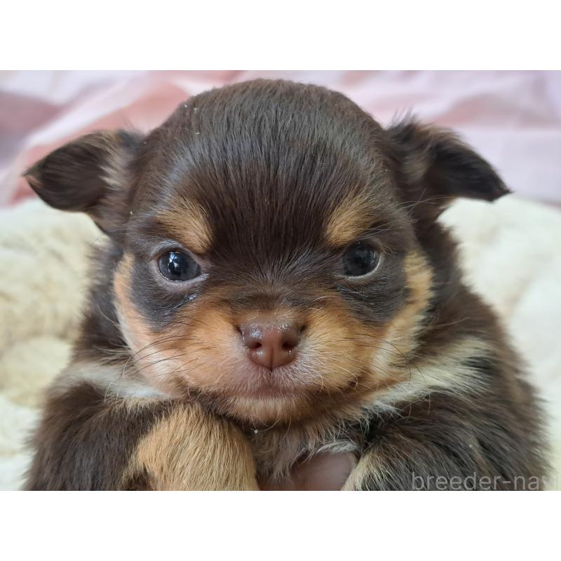 販売中の愛知県のチワワ(ロングコート)-429942の7枚目