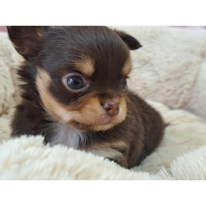 販売中の愛知県のチワワ(ロングコート)-429942の5枚目