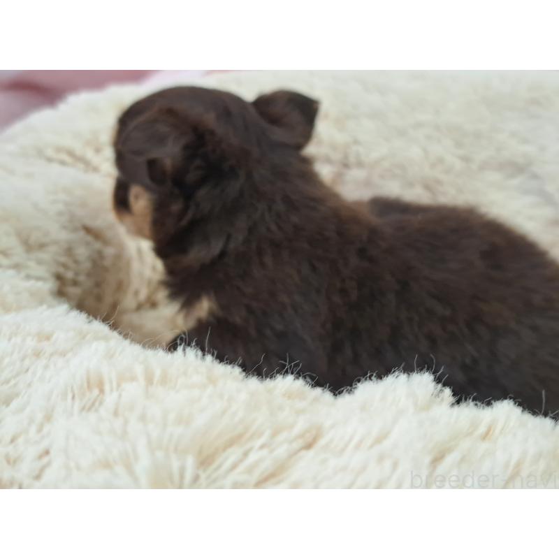 販売中の愛知県のチワワ(ロングコート)-429942の4枚目