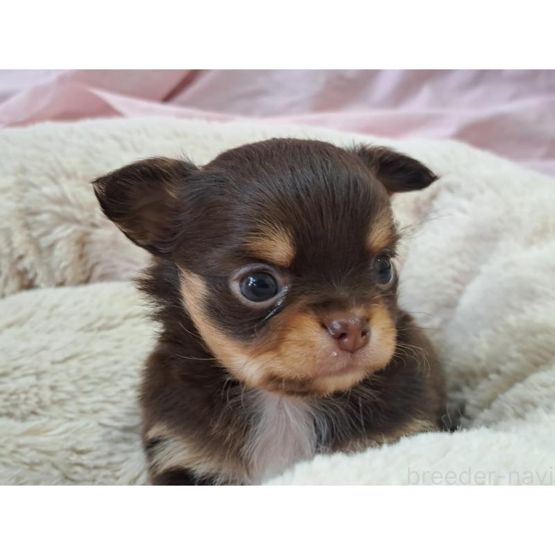 販売中の愛知県のチワワ(ロングコート)-429942の3枚目