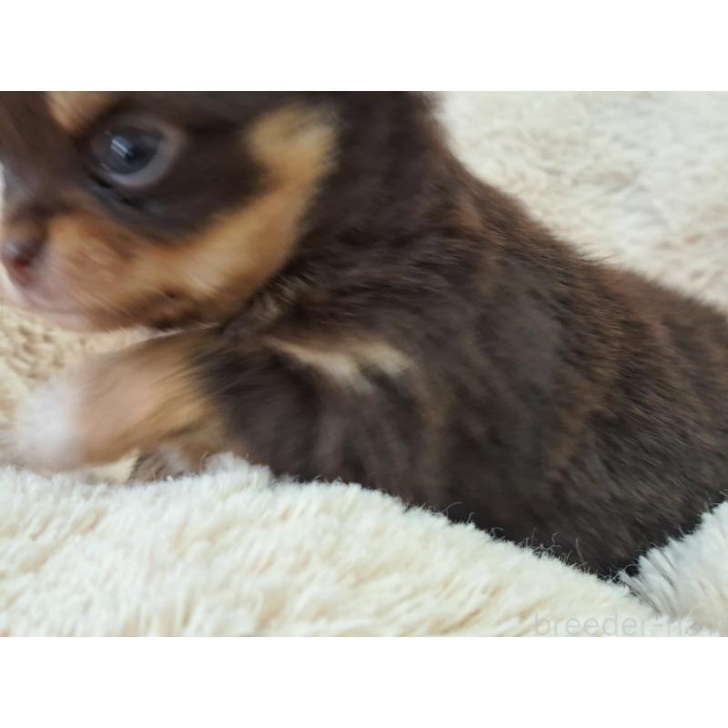 販売中の愛知県のチワワ(ロングコート)-429942の2枚目