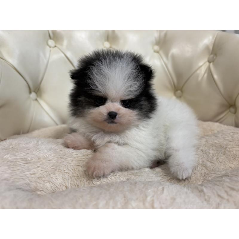 販売中の香川県のポメラニアン-429943の27枚目